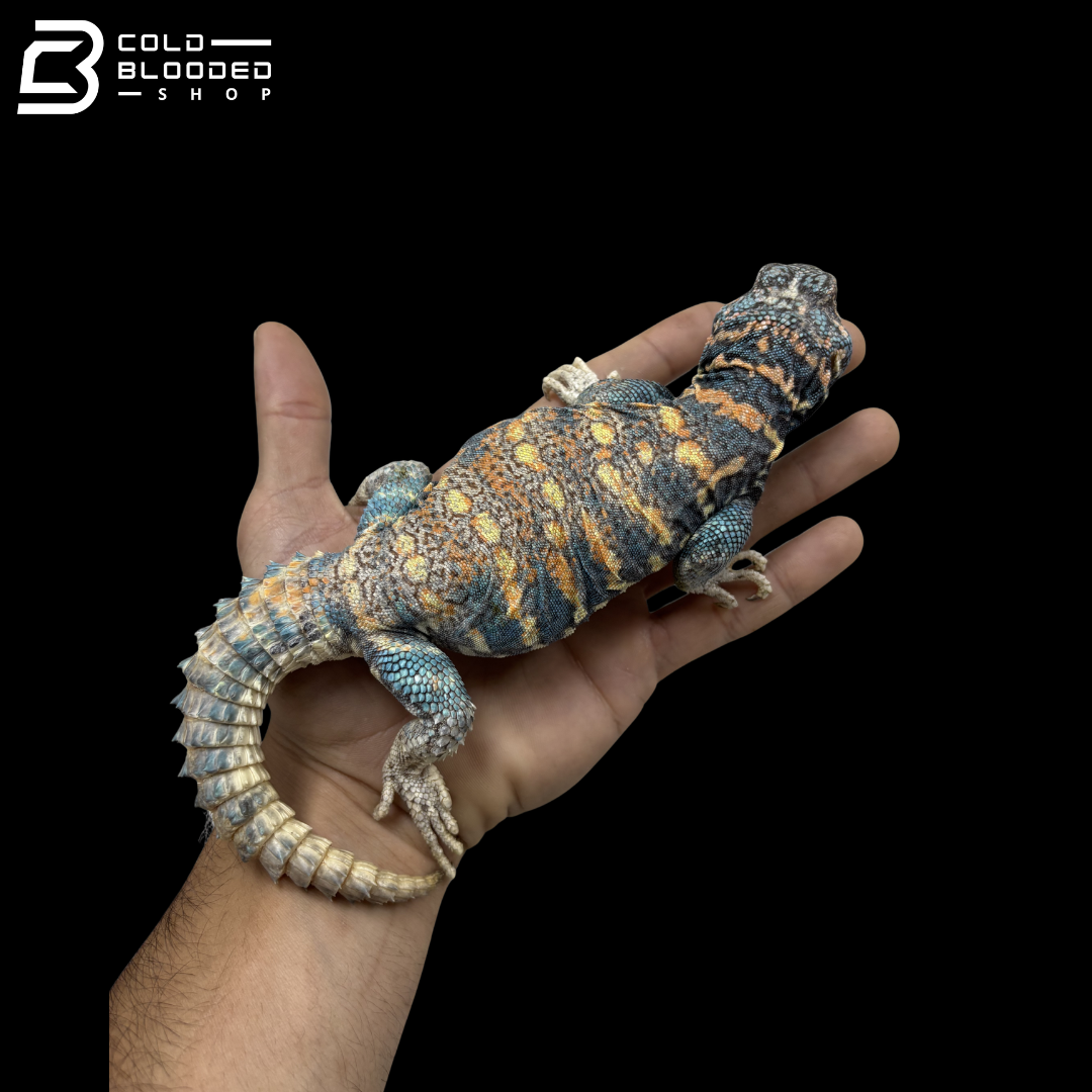 Dark Blue Ornate Uromastyx - Uromastyx Ornata