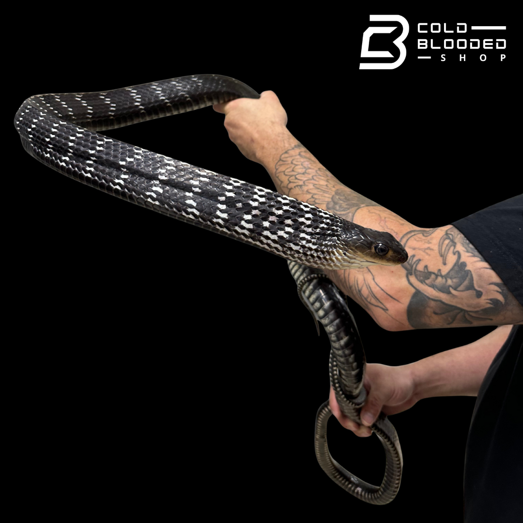 HUGE! Adult Male Keeled Rat Snake M#1 - Ptyas Carinata