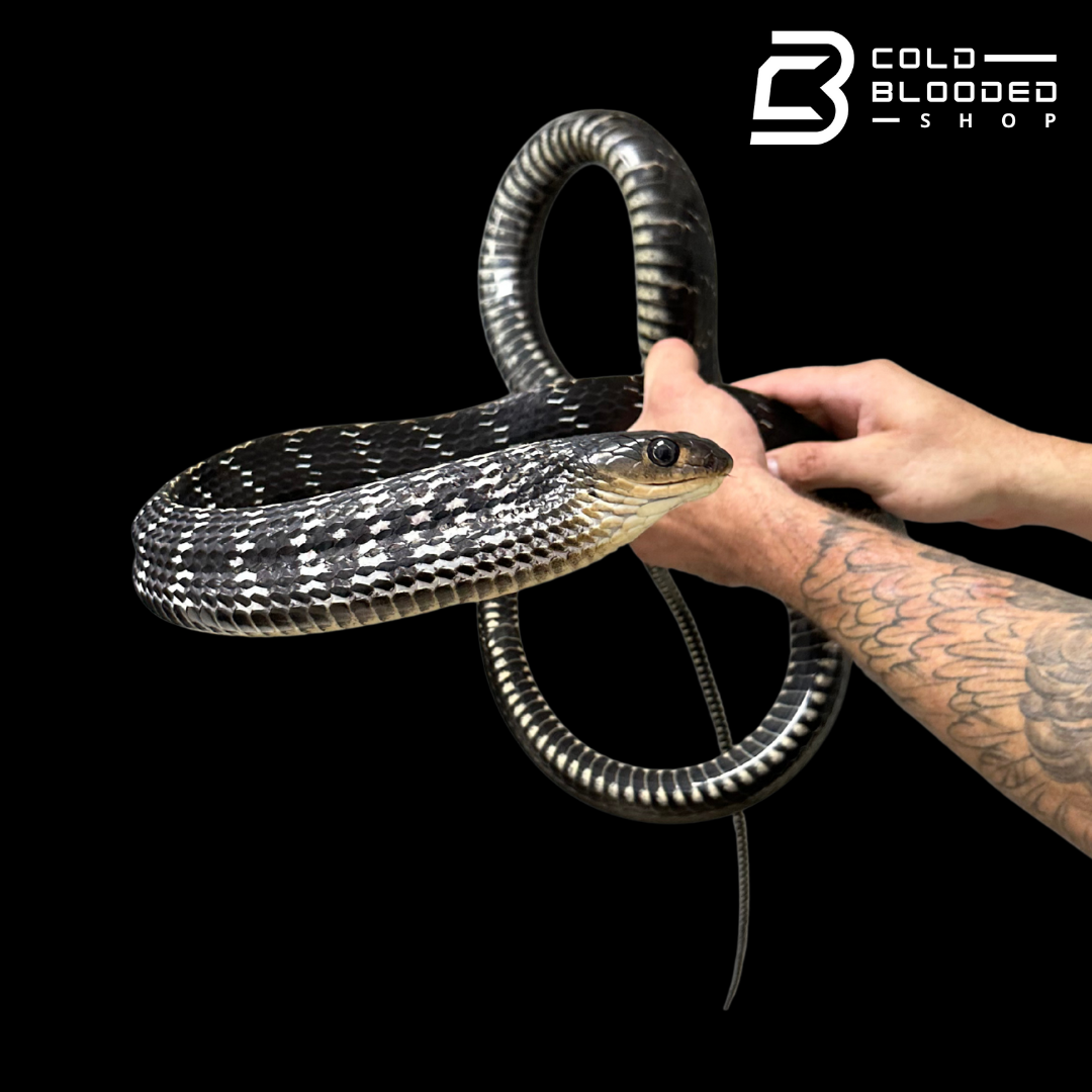 HUGE! Adult Male Keeled Rat Snake M#1 - Ptyas Carinata