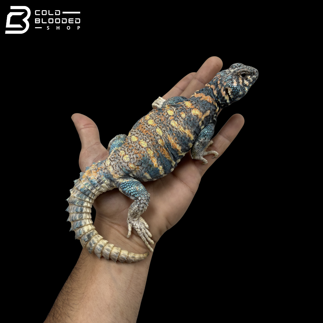Dark Blue Ornate Uromastyx - Uromastyx Ornata
