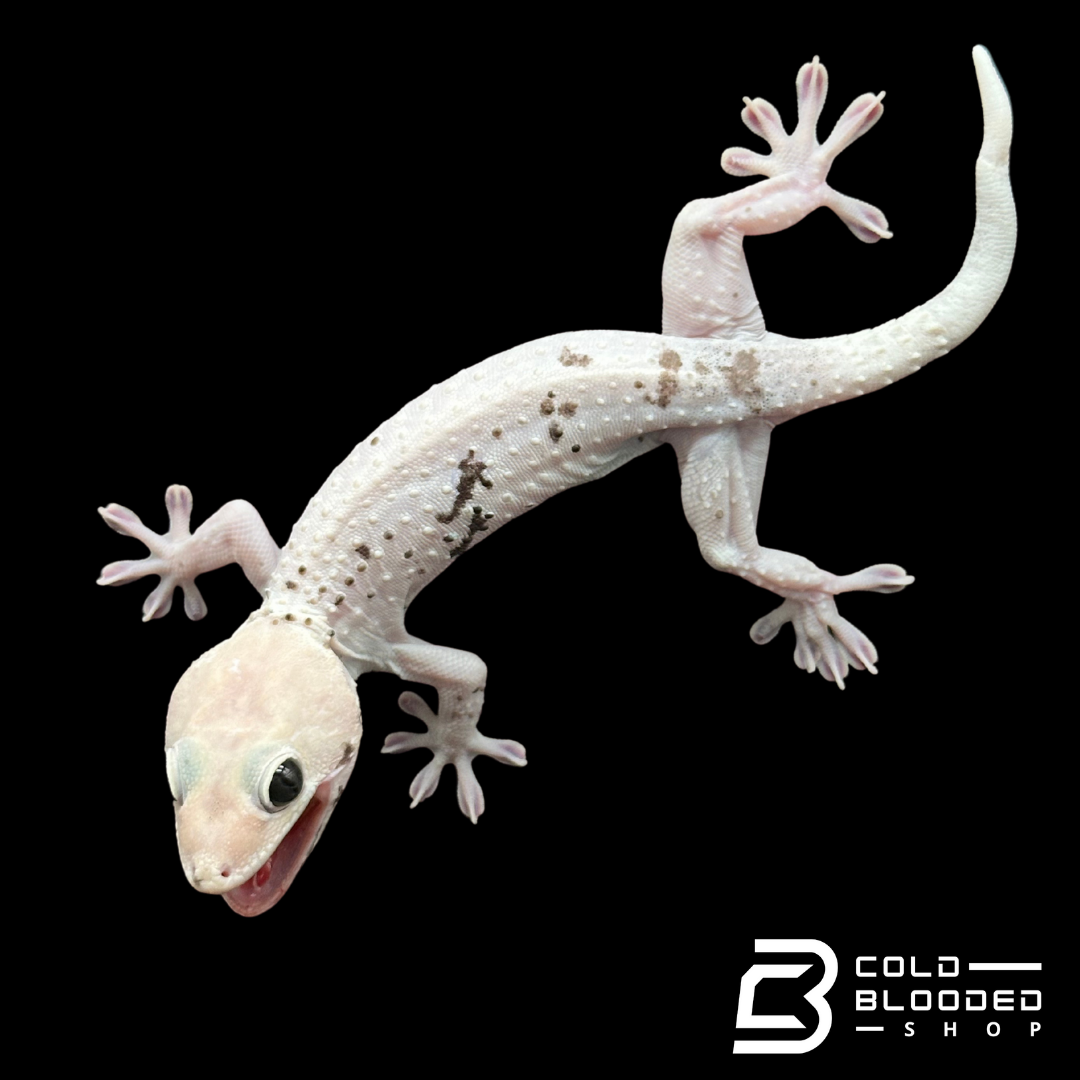 Hembra Pied Tokay Gecko - Gekko gecko