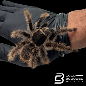 Curly Hair Tarantulas - Tliltocatl albopilosus