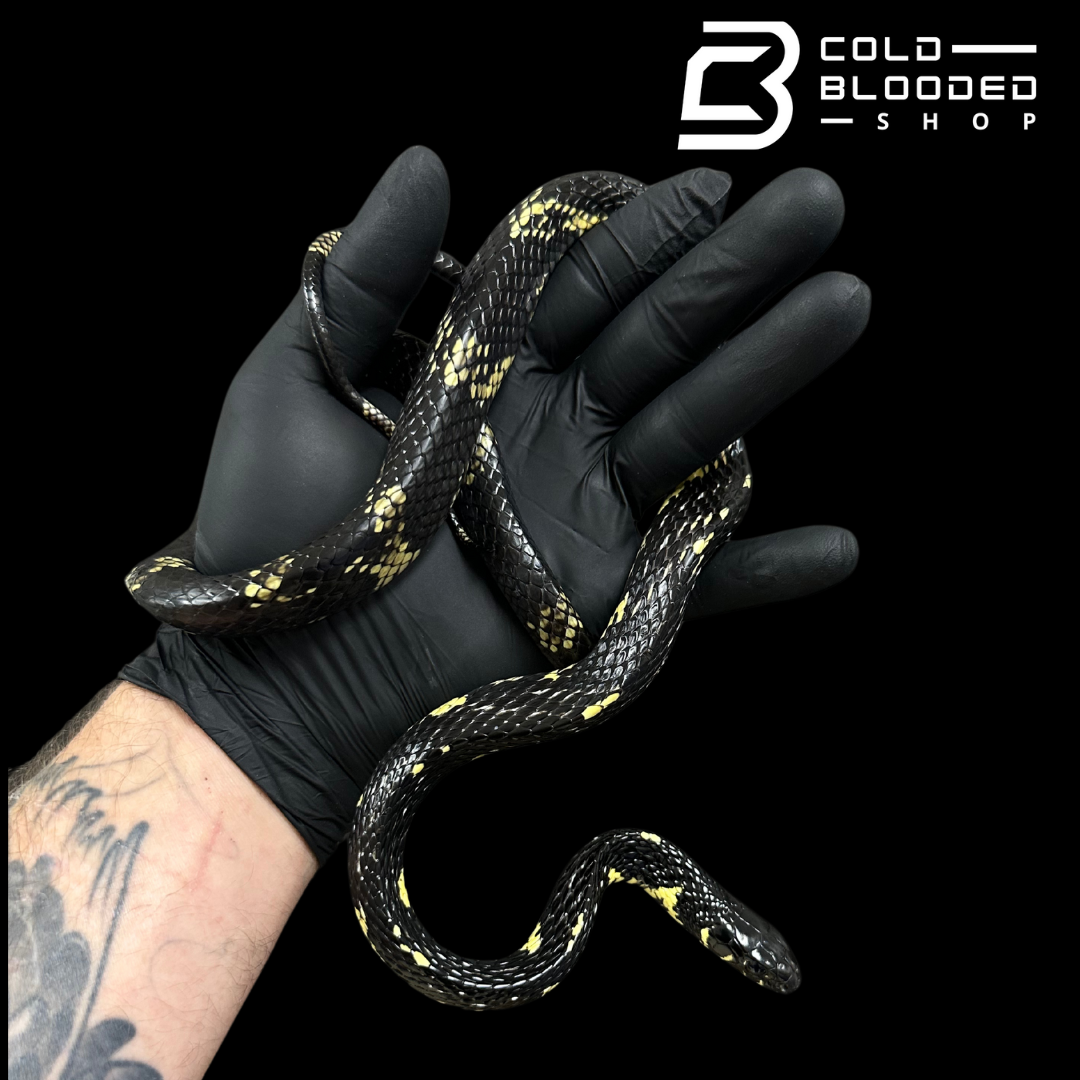 Suriname Tiger Rat Snake female  - Spilotes pullatus