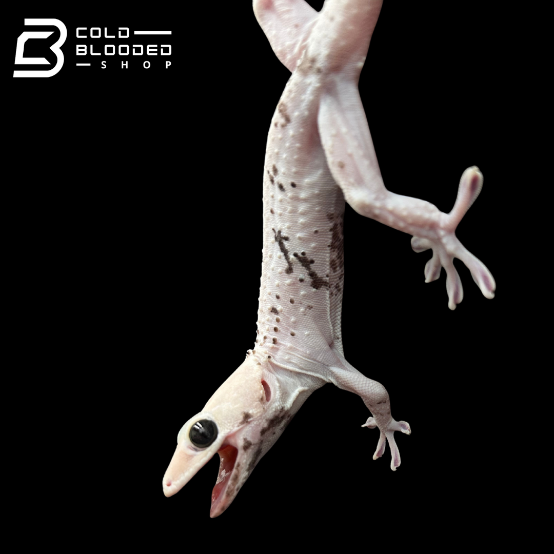 Hembra Pied Tokay Gecko - Gekko gecko