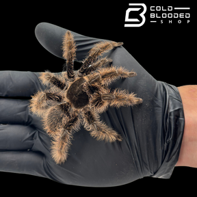 Curly Hair Tarantulas - Tliltocatl albopilosus