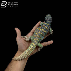 Male Blue\Green Ornate Uromastyx - Uromastyx Ornata