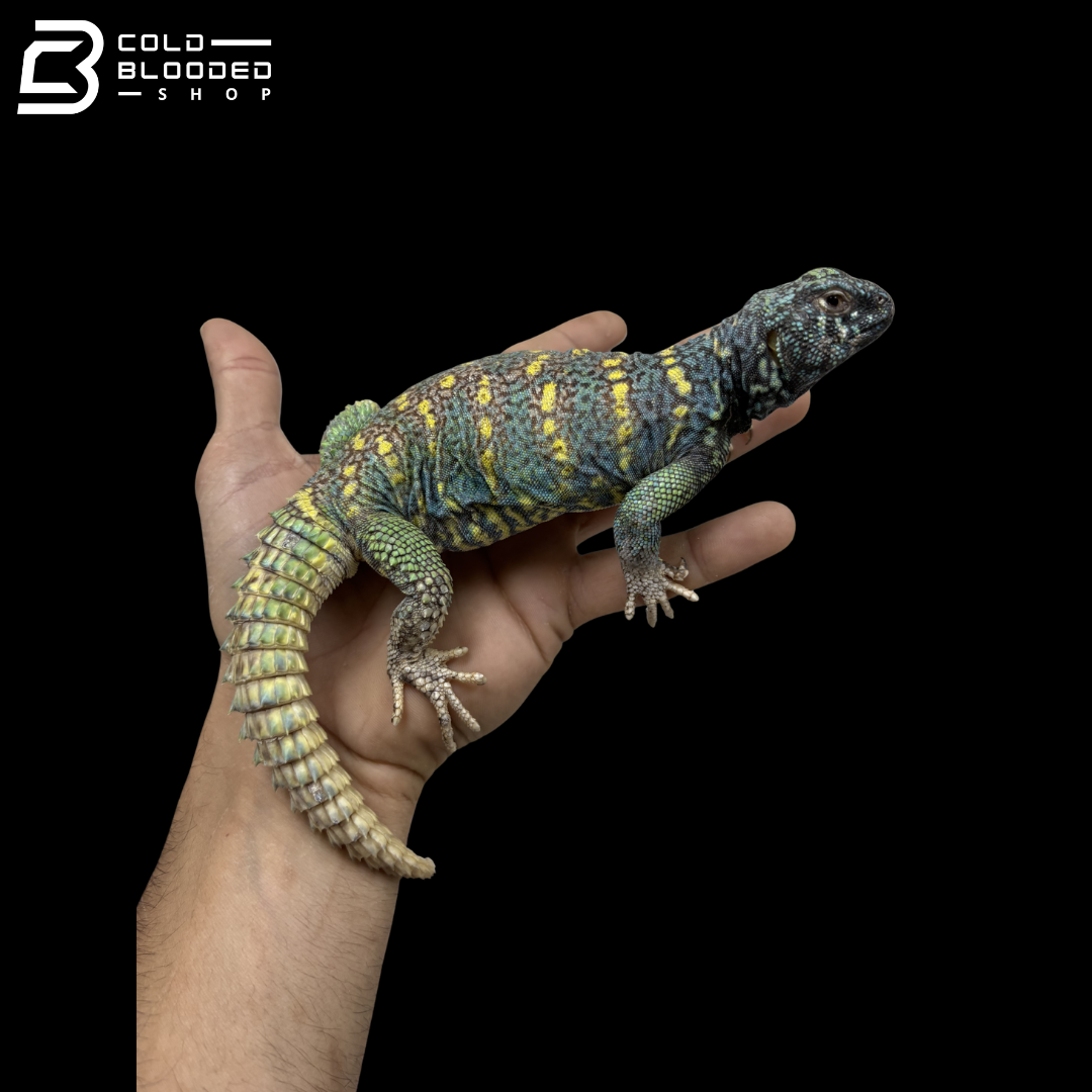 Male Blue\Green Ornate Uromastyx - Uromastyx Ornata