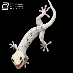 Hembra Pied Tokay Gecko - Gekko gecko