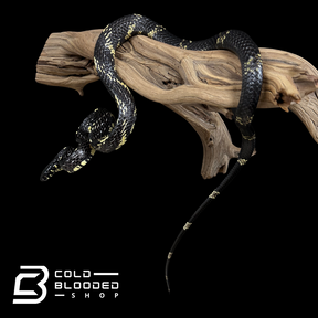 Suriname Tiger Rat Snake female  - Spilotes pullatus
