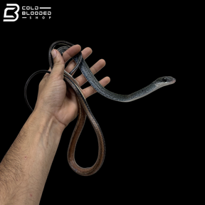 Young Female White-Bellied Rat Snakes - Ptyas Fusca