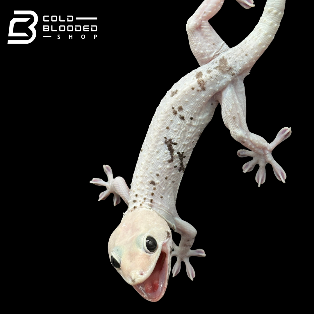 Hembra Pied Tokay Gecko - Gekko gecko