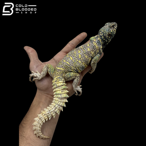 Male Light Yellow Ornate Uromastyx - Uromastyx Ornata