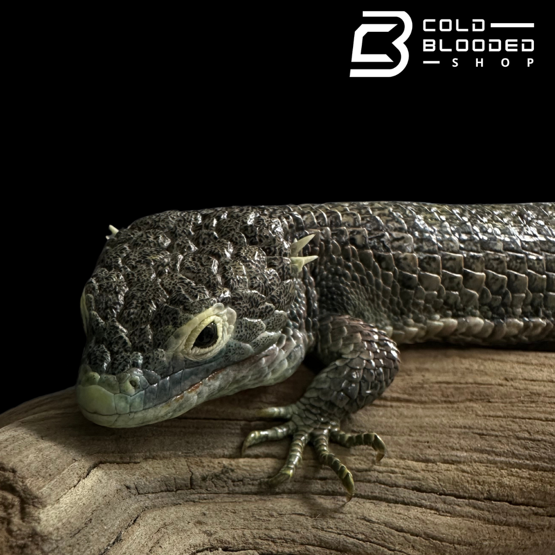 Mexican Alligator Lizard - Abronia aurita