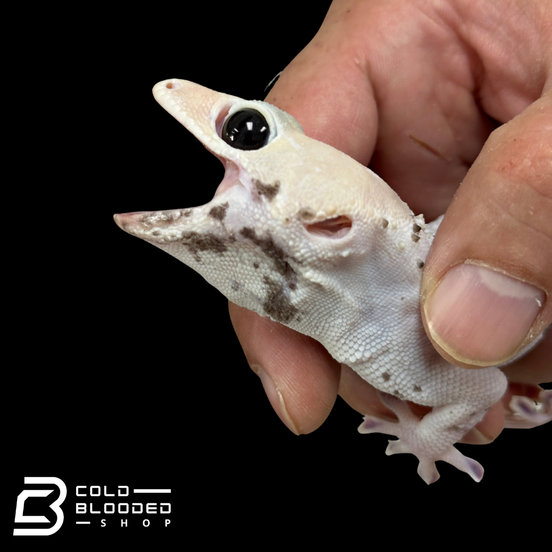 Hembra Pied Tokay Gecko - Gekko gecko