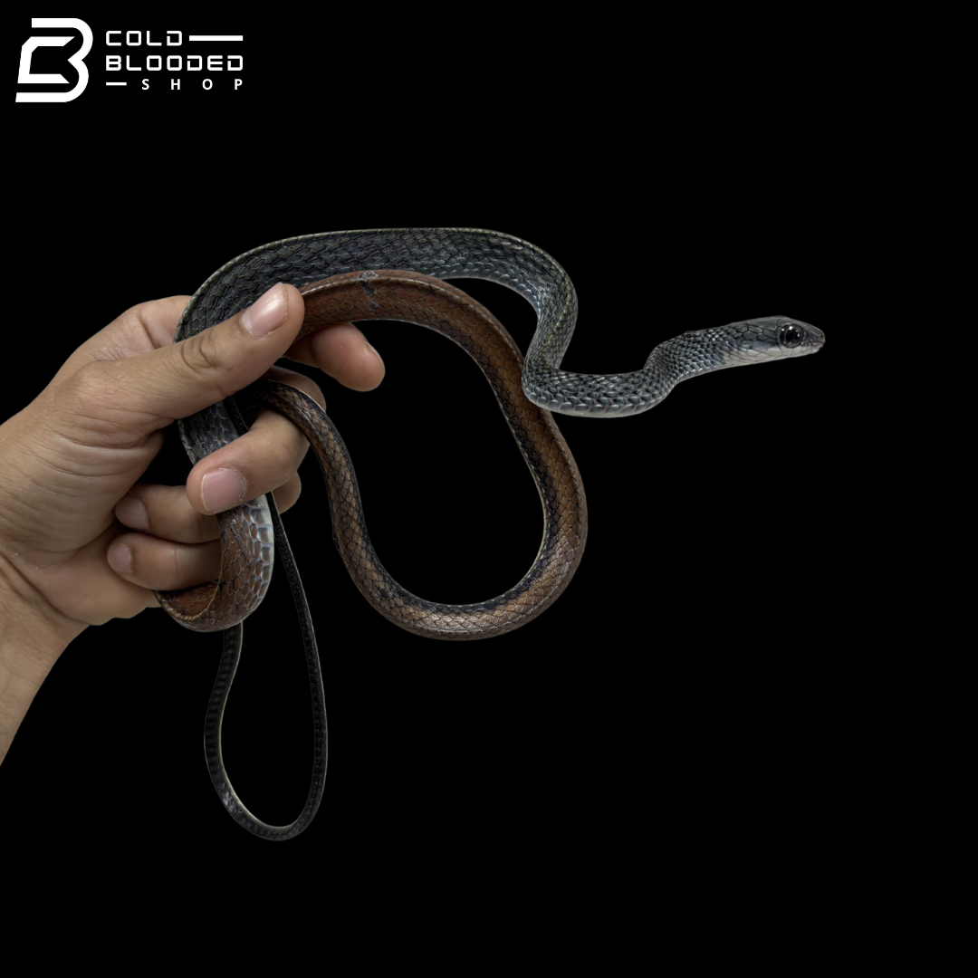 Young Female White-Bellied Rat Snakes - Ptyas Fusca