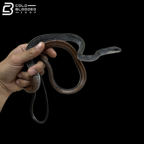 Young Female White-Bellied Rat Snakes - Ptyas Fusca