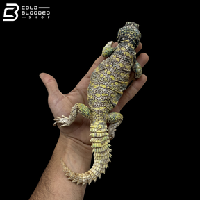 Male Light Yellow Ornate Uromastyx - Uromastyx Ornata