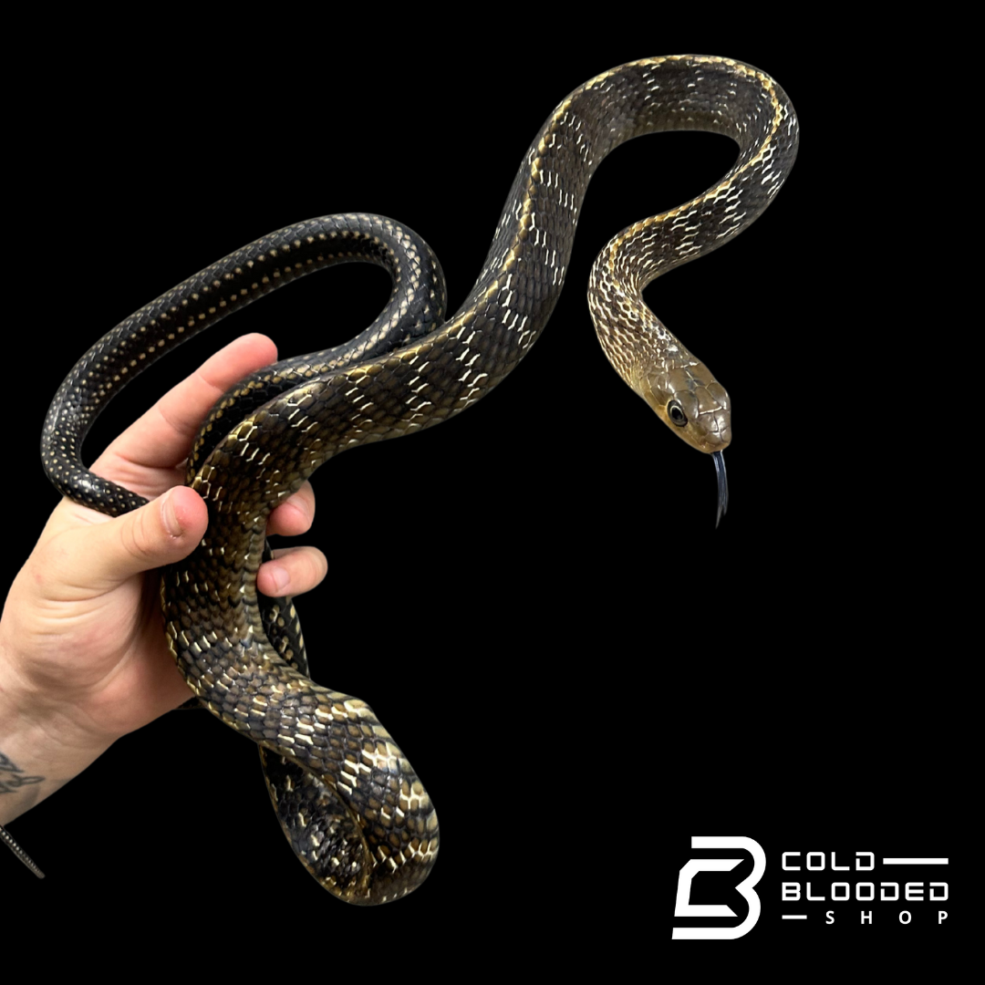 Adult Female Keeled Rat Snake - Ptyas Carinata #4