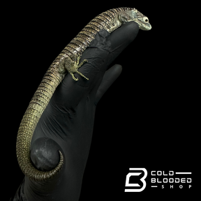 Mexican Alligator Lizard - Abronia aurita