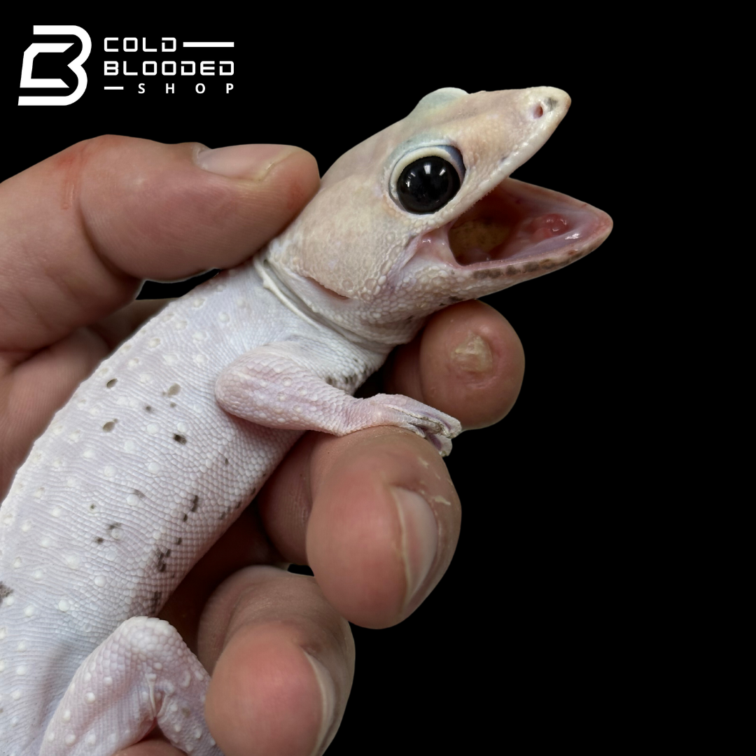Hembra Pied Tokay Gecko - Gekko gecko