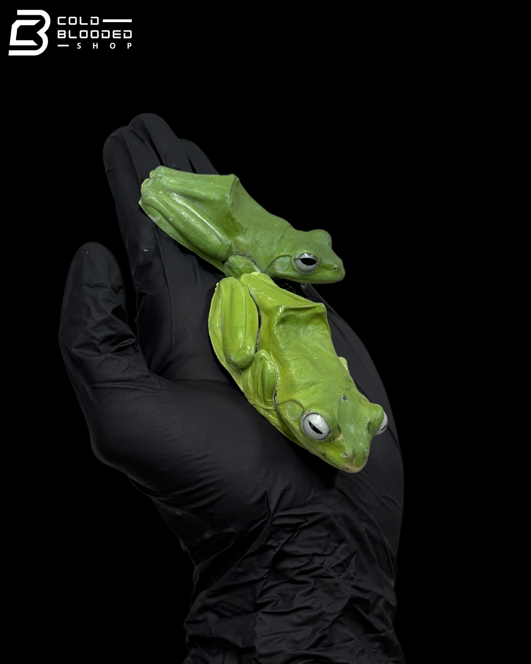 Norhayati's Gliding Frog - Rhacophorus Norhayatii