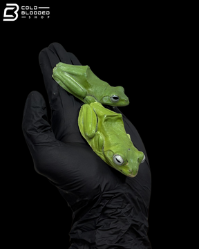Norhayati's Gliding Frog - Rhacophorus Norhayatii