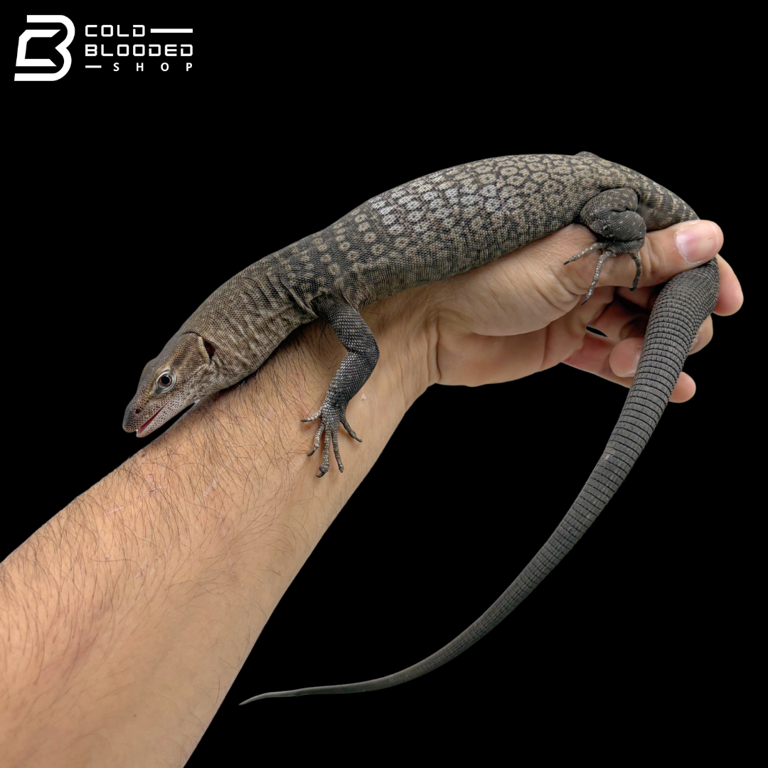 Pair Of Black-headed Monitors - Varanus Tristis