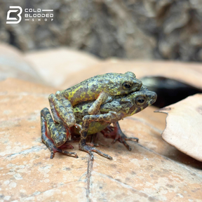 Ciremai Bleeding Toads - Leptophryne Javanica