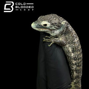 Mexican Alligator Lizard - Abronia aurita