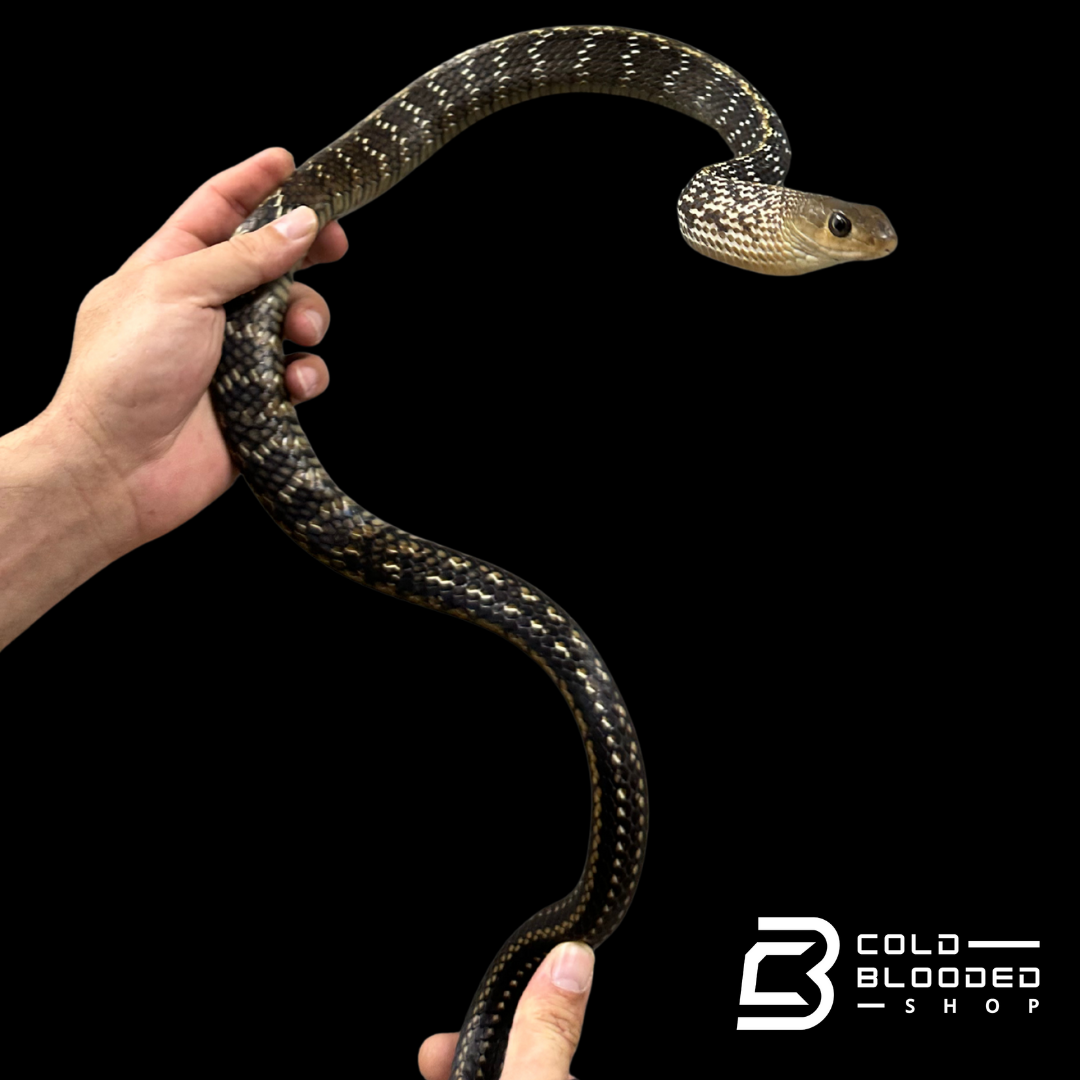 Adult Female Keeled Rat Snake - Ptyas Carinata #4