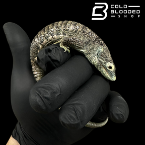 Mexican Alligator Lizard - Abronia aurita