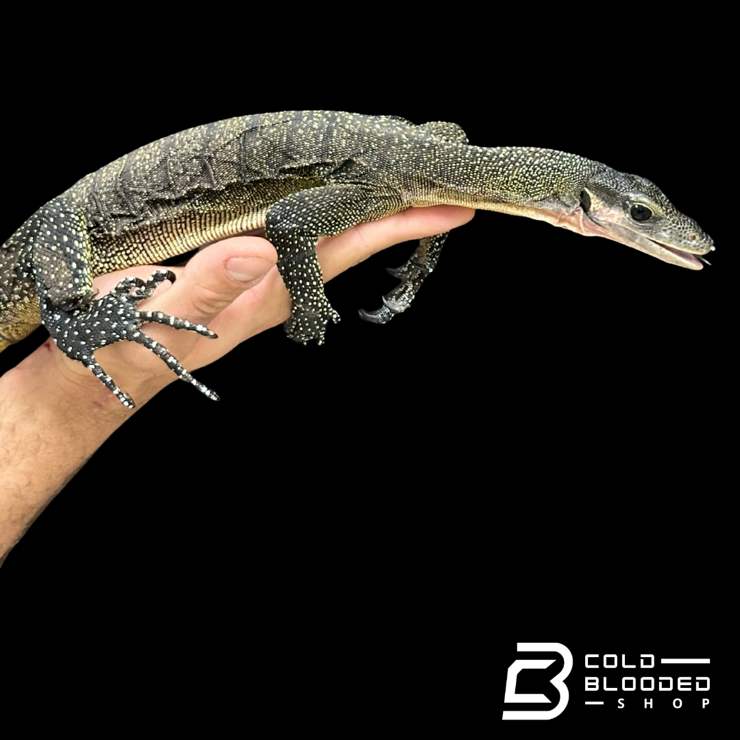 Sub-Adult Peach-throated Monitor - Varanus jobiensis