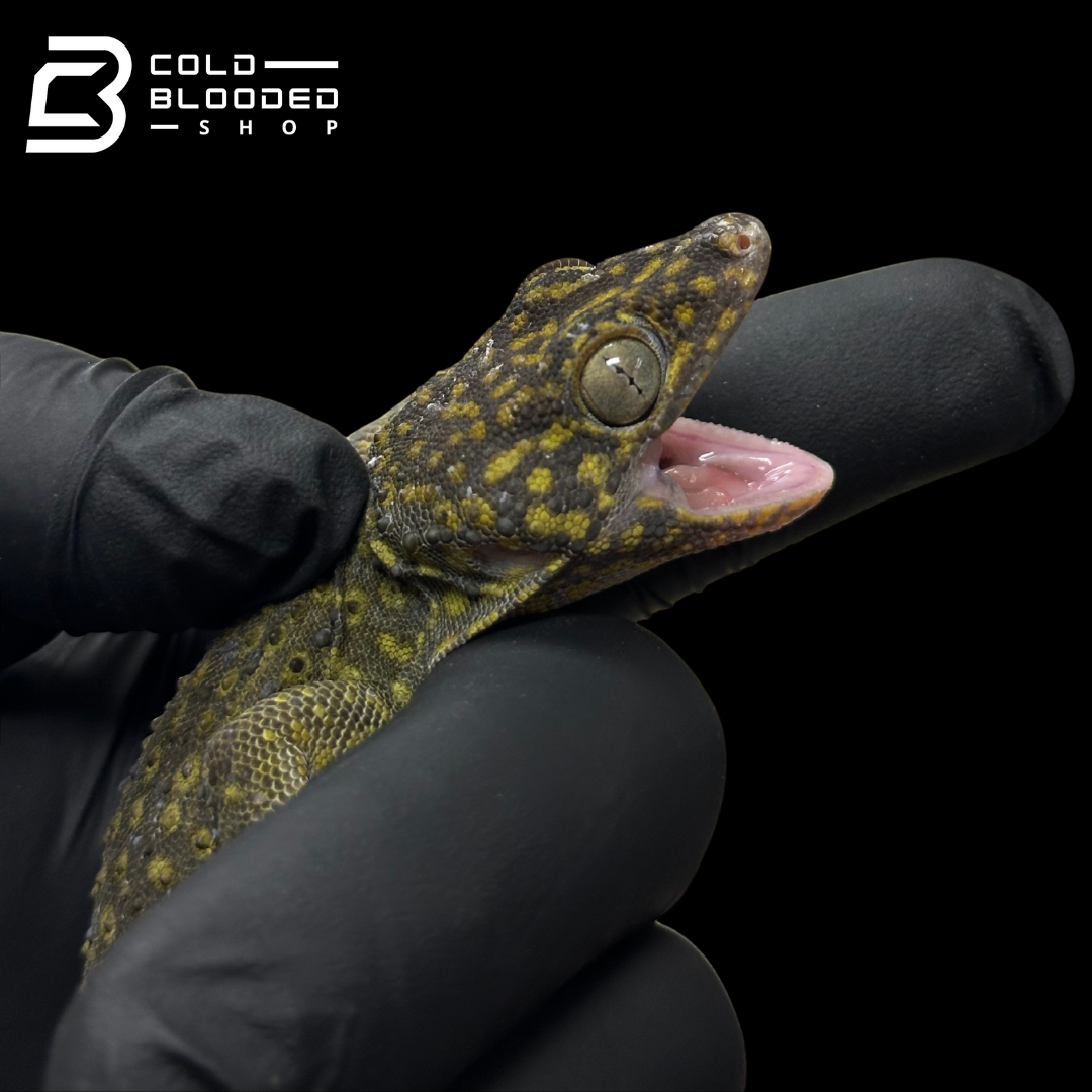 Adult Yellow Spot Tokay Gecko - Gekko gecko