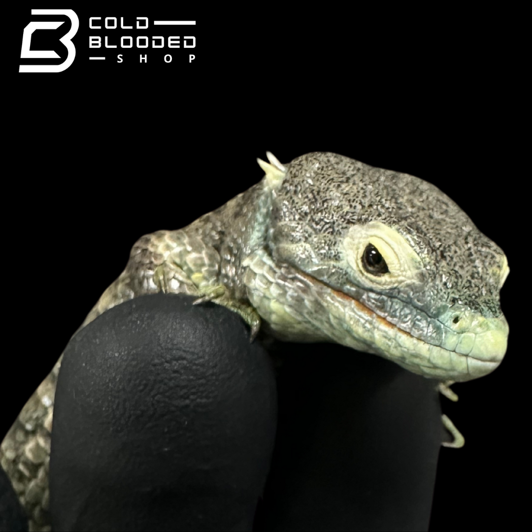 Mexican Alligator Lizard - Abronia aurita