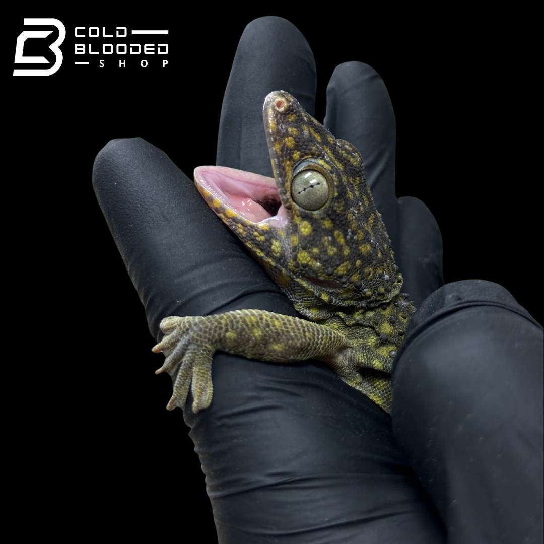 Adult Yellow Spot Tokay Gecko - Gekko gecko