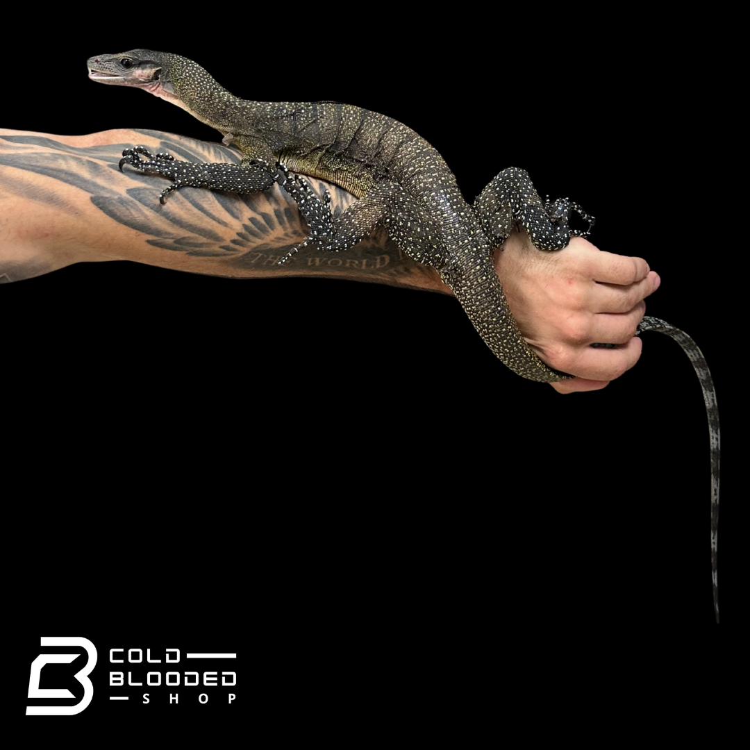 Sub-Adult Peach-throated Monitor - Varanus jobiensis