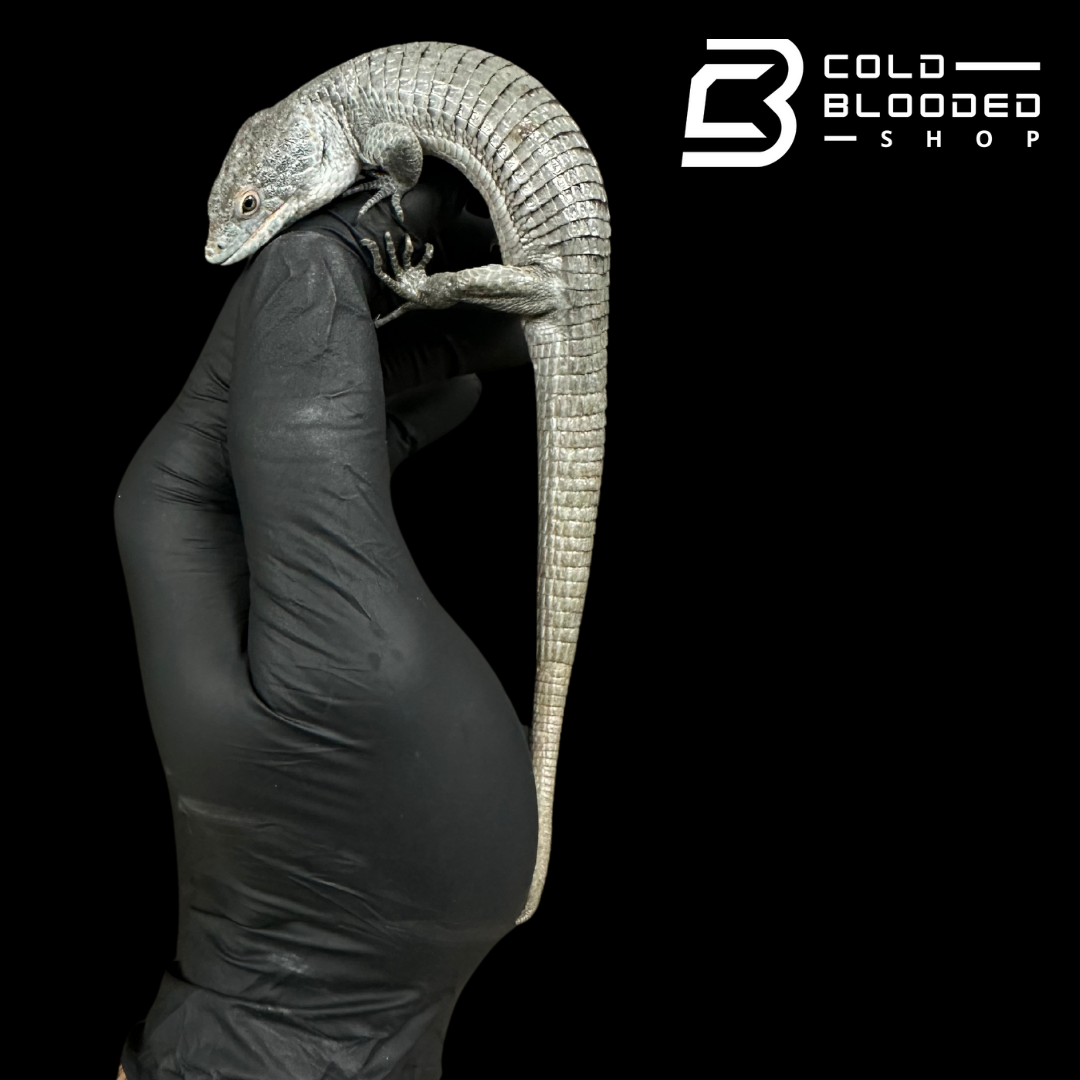 Mexican Alligator Lizard Male - Abronia lythrochila