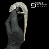 Mexican Alligator Lizard Male - Abronia lythrochila