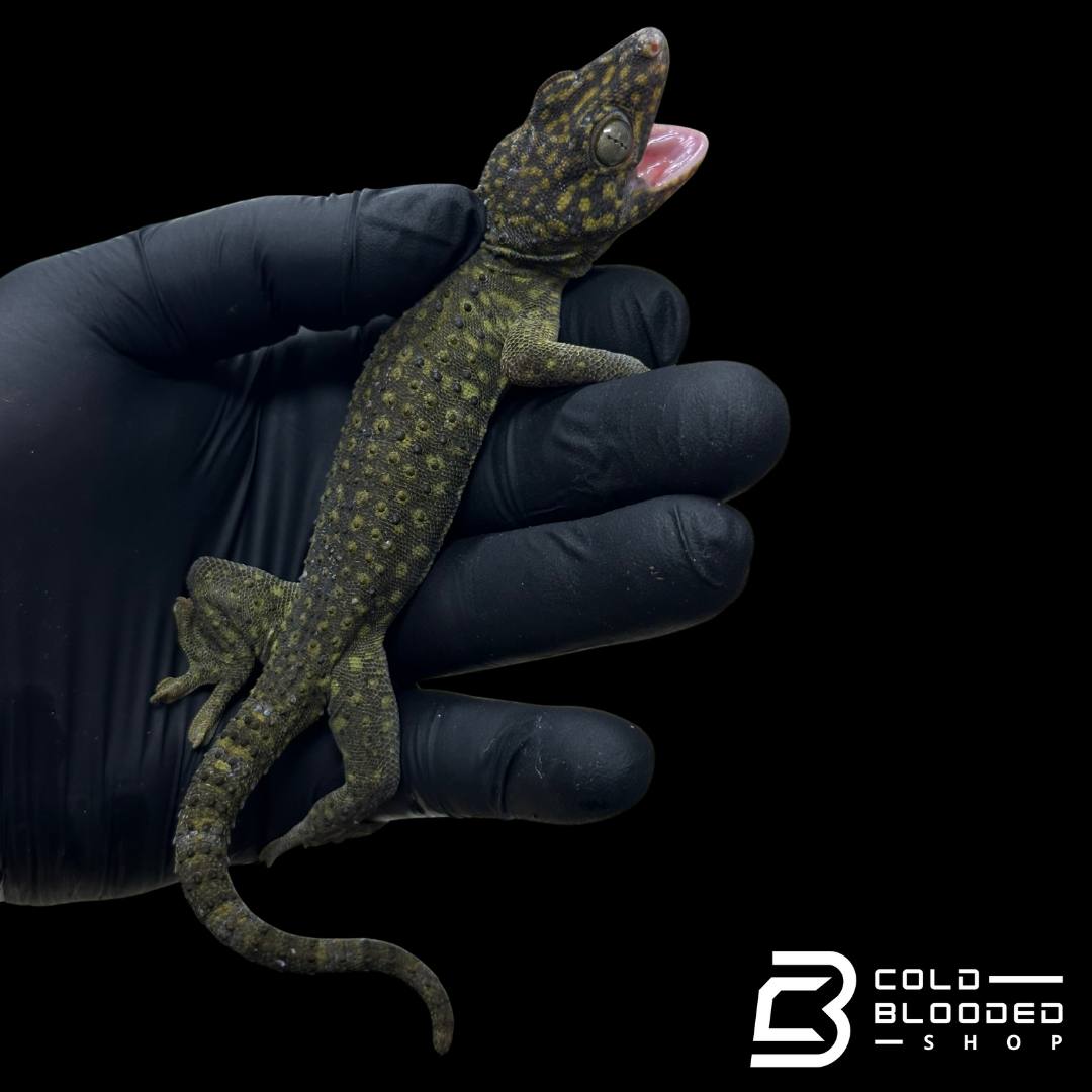 Adult Yellow Spot Tokay Gecko - Gekko gecko