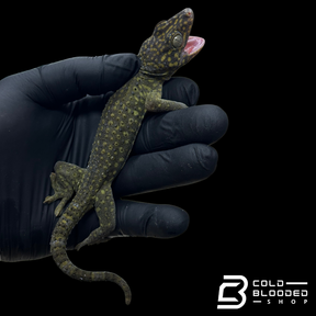 Adult Yellow Spot Tokay Gecko - Gekko gecko