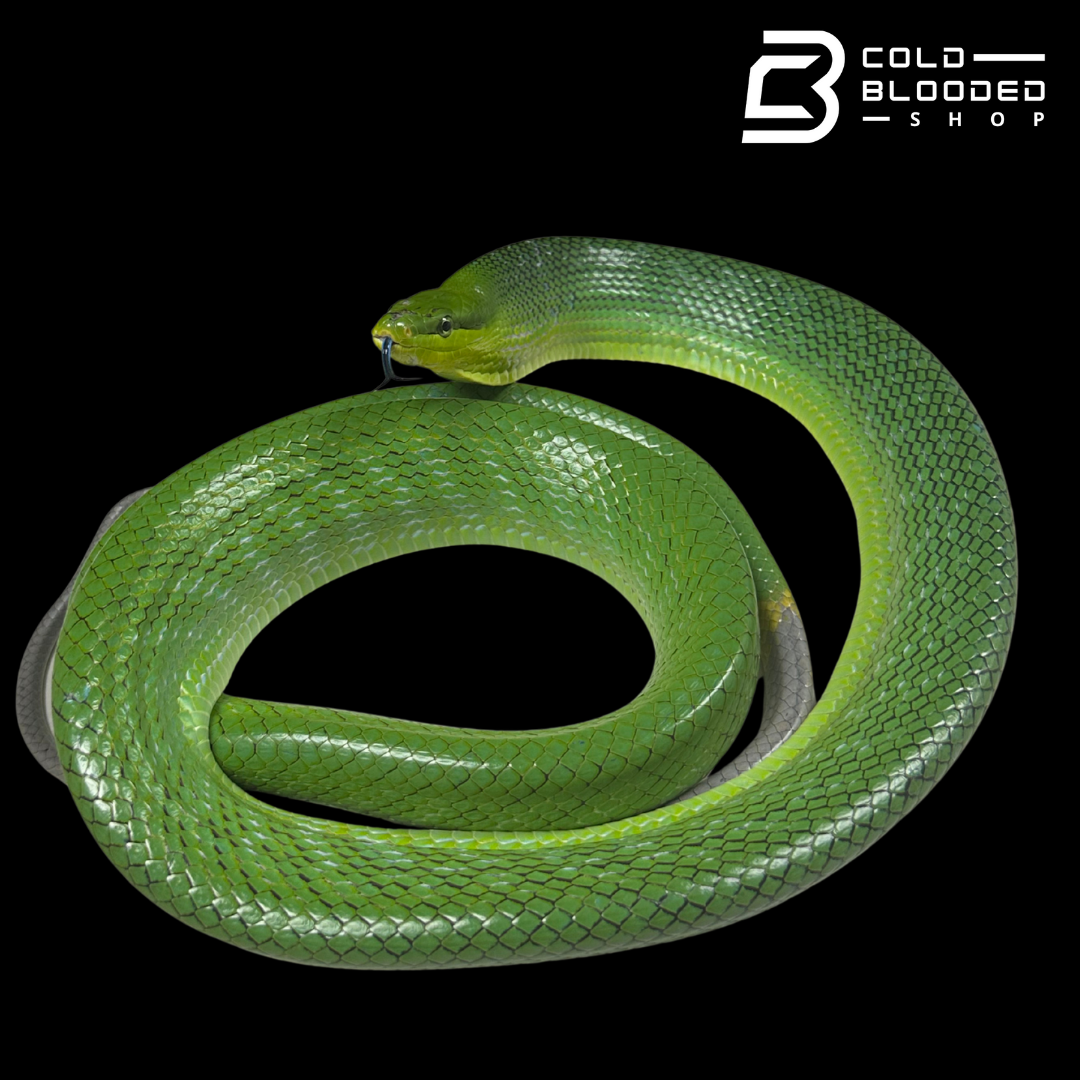 Female Red-tailed Green Rat Snake - Gonyosoma oxycephalum #1