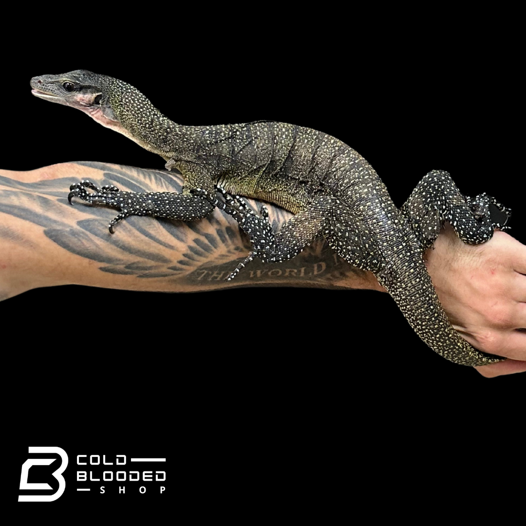 Sub-Adult Peach-throated Monitor - Varanus jobiensis
