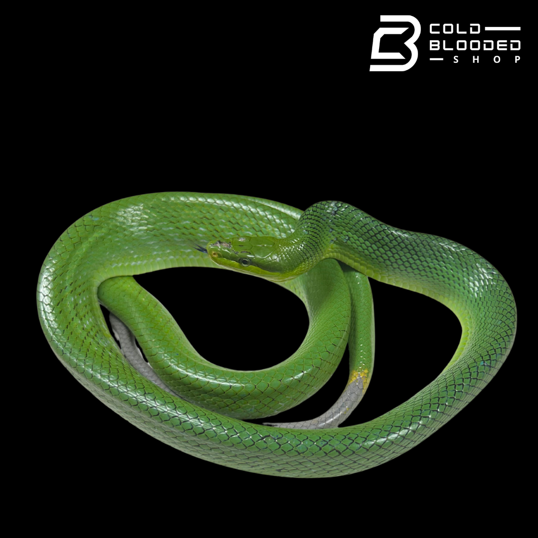 Female Red-tailed Green Rat Snake - Gonyosoma oxycephalum #1