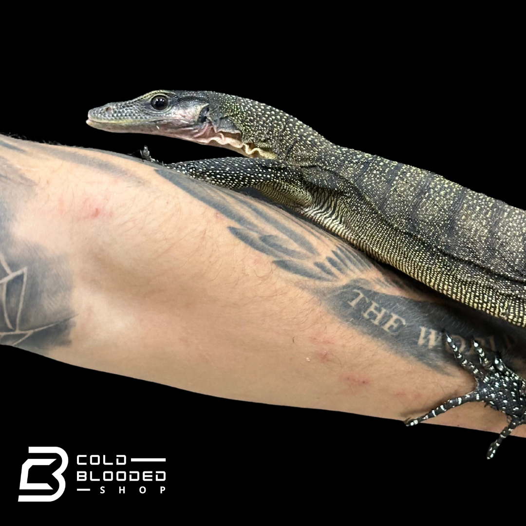 Sub-Adult Peach-throated Monitor - Varanus jobiensis