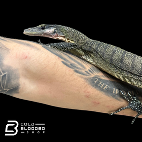 Sub-Adult Peach-throated Monitor - Varanus jobiensis