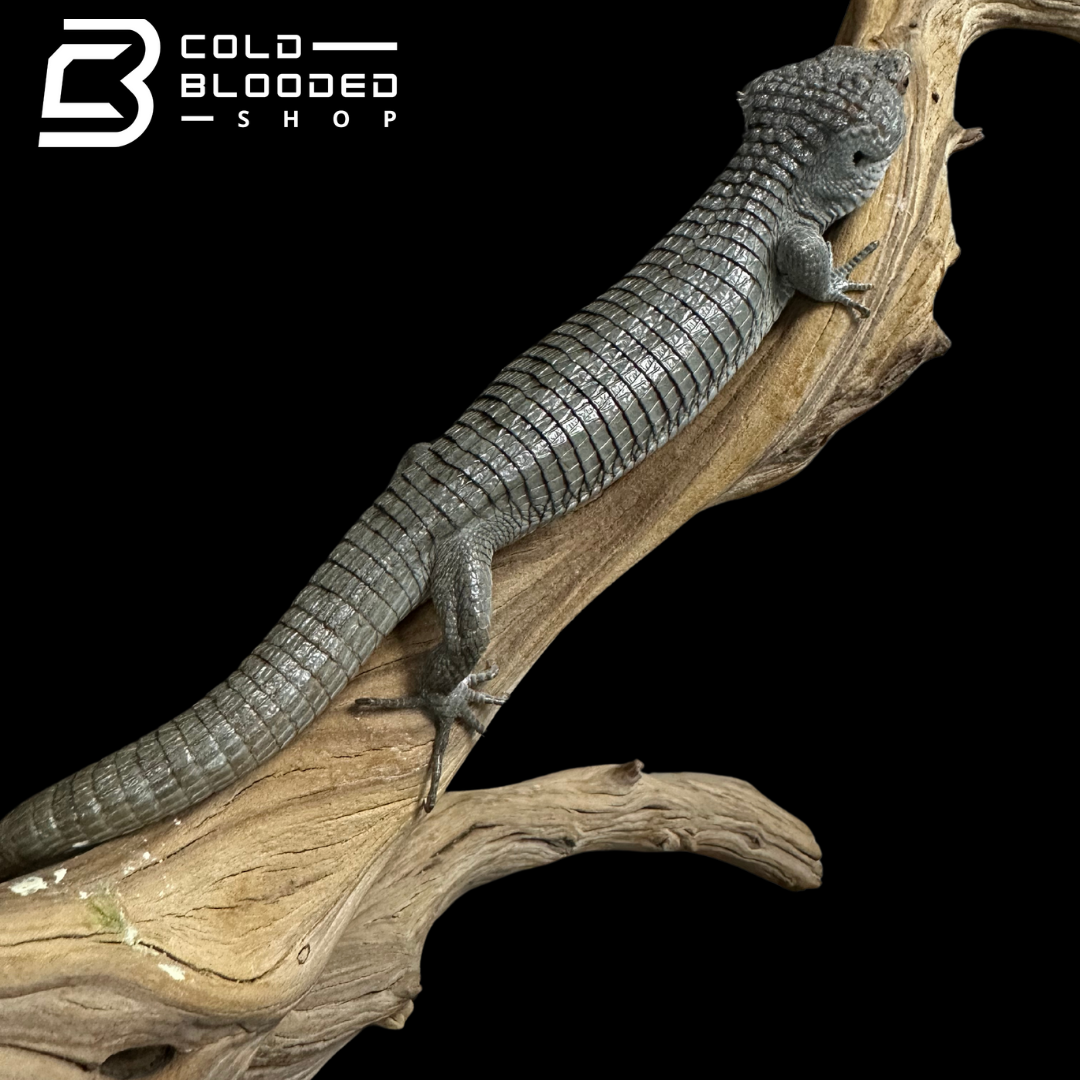 Mexican Alligator Lizard Male - Abronia lythrochila