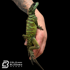 Juvenile Amboinensis Sailfin Dragon Lizard - Hydrosaurus amboinensis