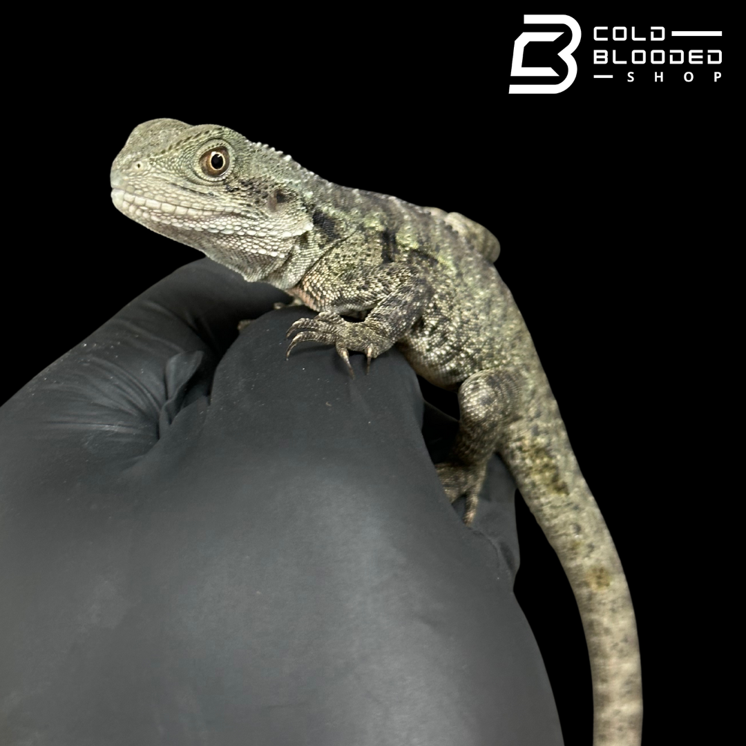 Young Australian Water Dragons - Intellagama lesueurii