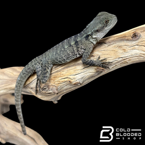 Young Australian Water Dragons - Intellagama lesueurii