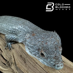 Mexican Alligator Lizard Male - Abronia lythrochila